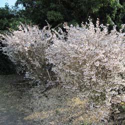 Fuji Cherry 'Kojo No Mai'